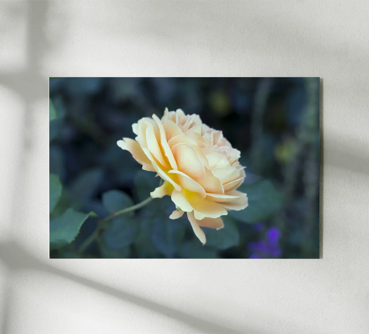 Rosa plexiglass da corvinamedia.design