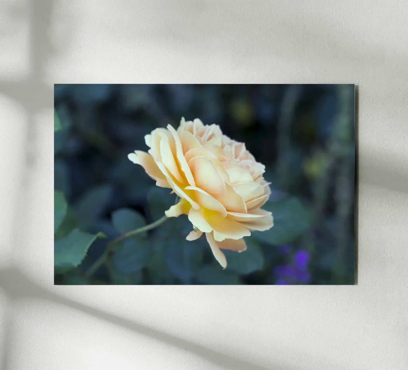 Rosa alluminio dibond da corvinamedia.design