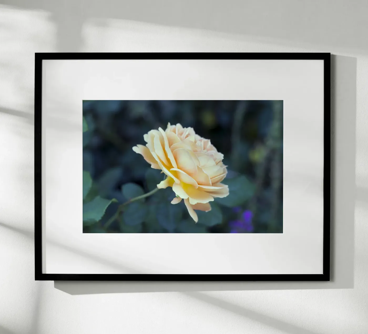 Rose Poster von corvinamedia.design