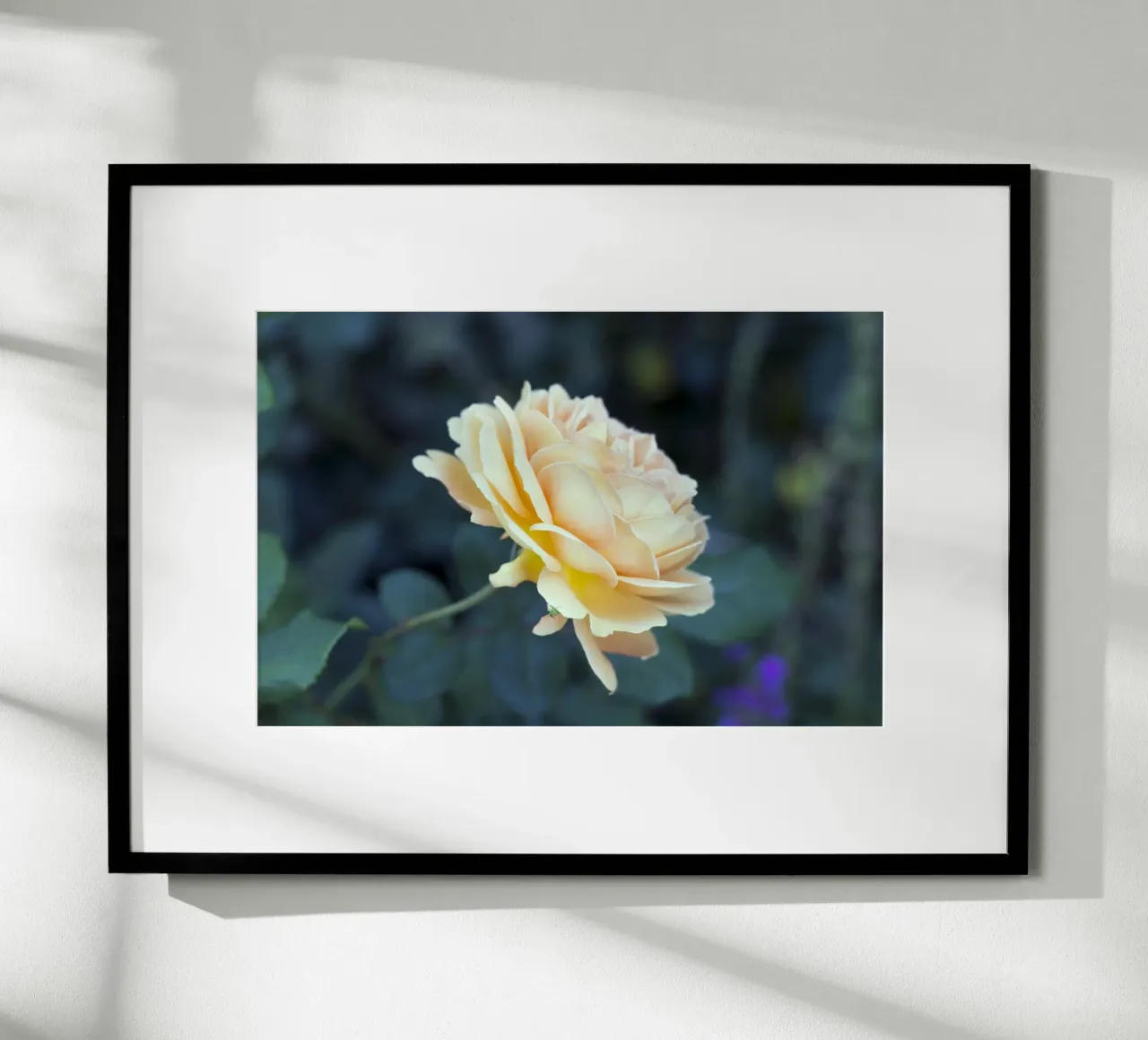 Rosa poster da corvinamedia.design