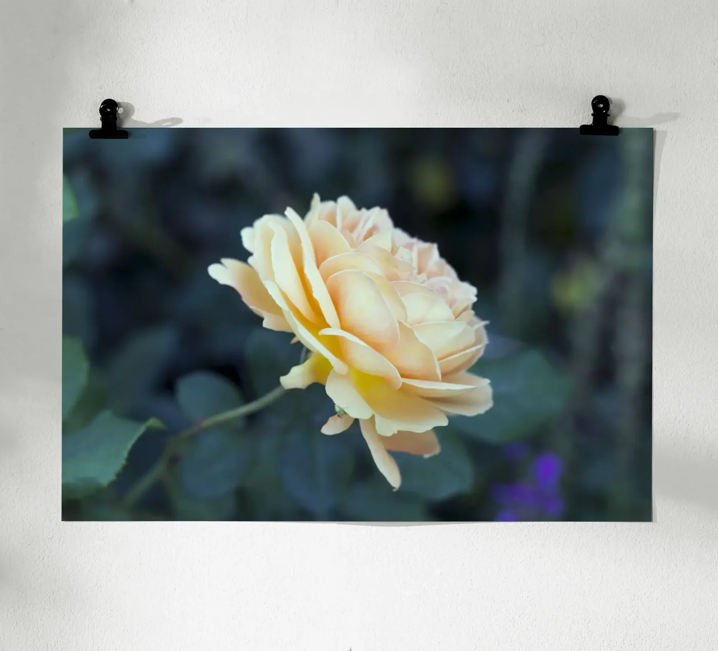 Rose Poster von corvinamedia.design