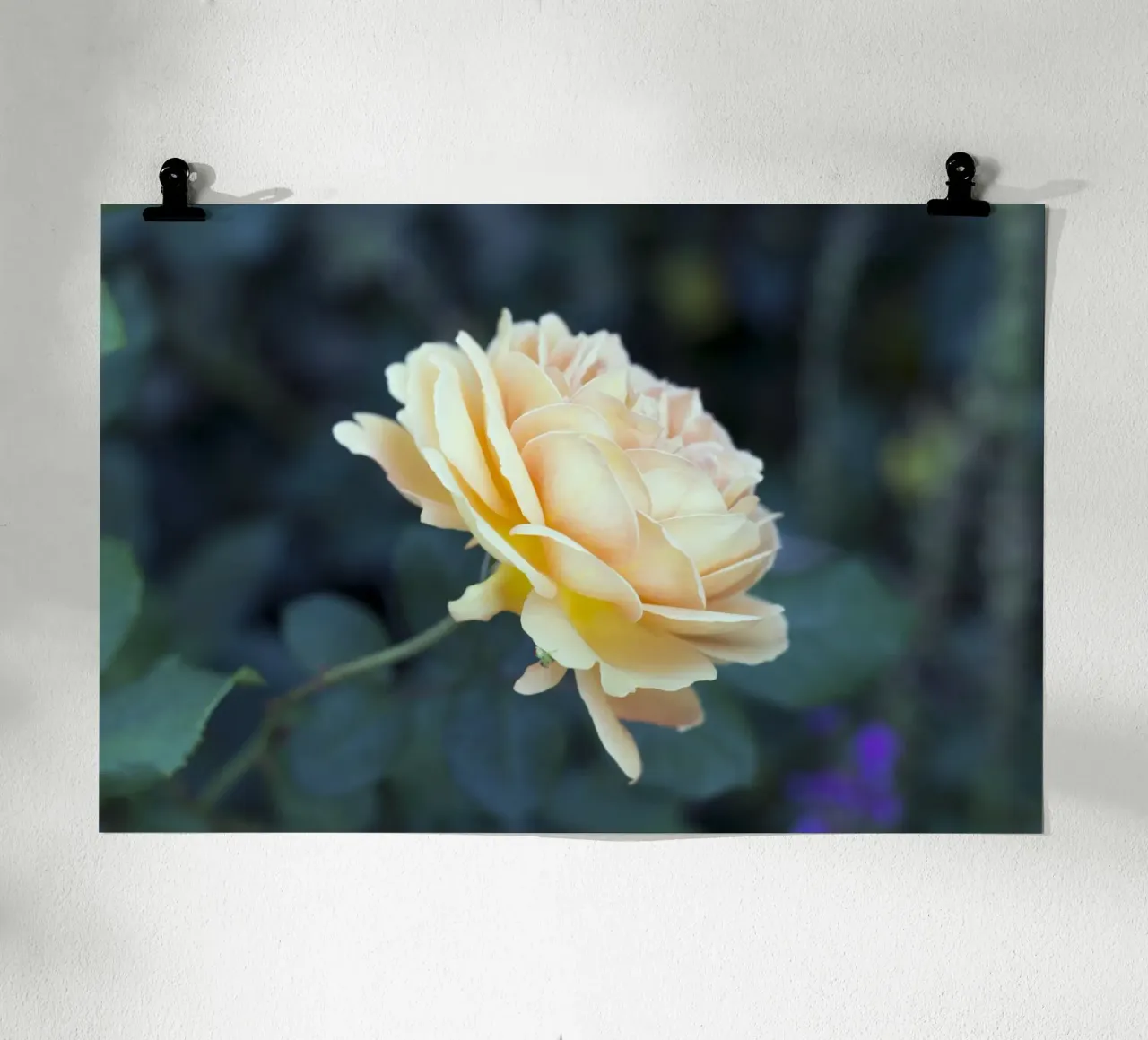 Rosa poster da corvinamedia.design