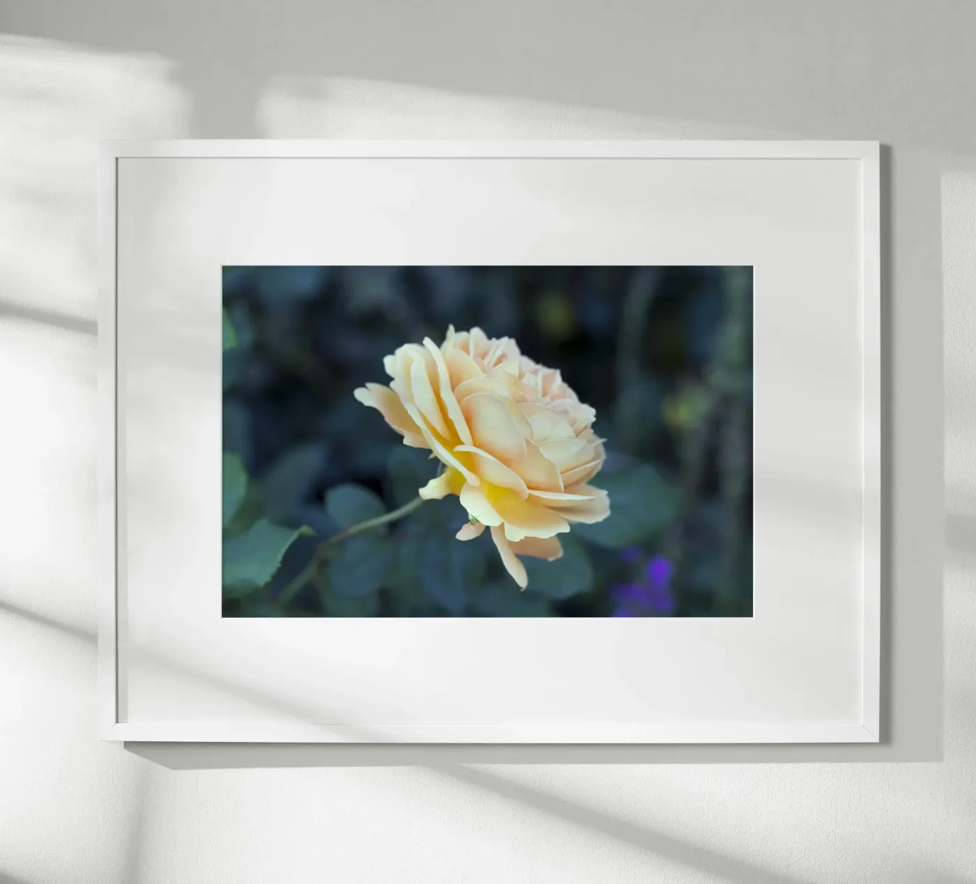 Rose Poster von corvinamedia.design