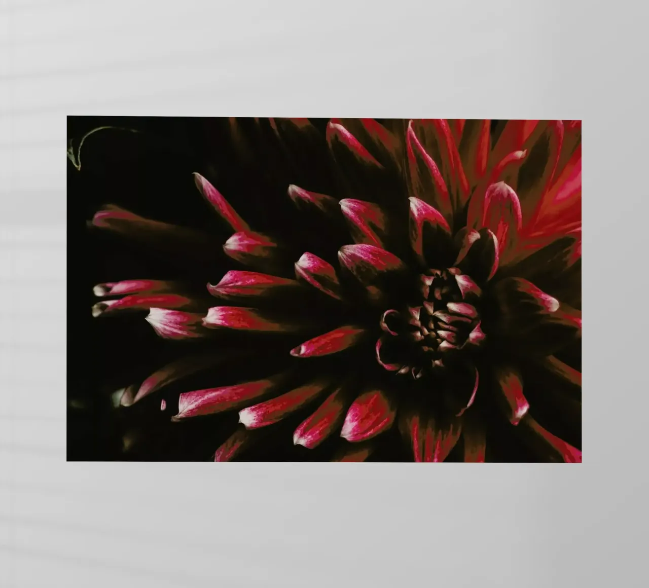 Ruby Red Dahlia pellicola backlit da Ingrid Beddoes