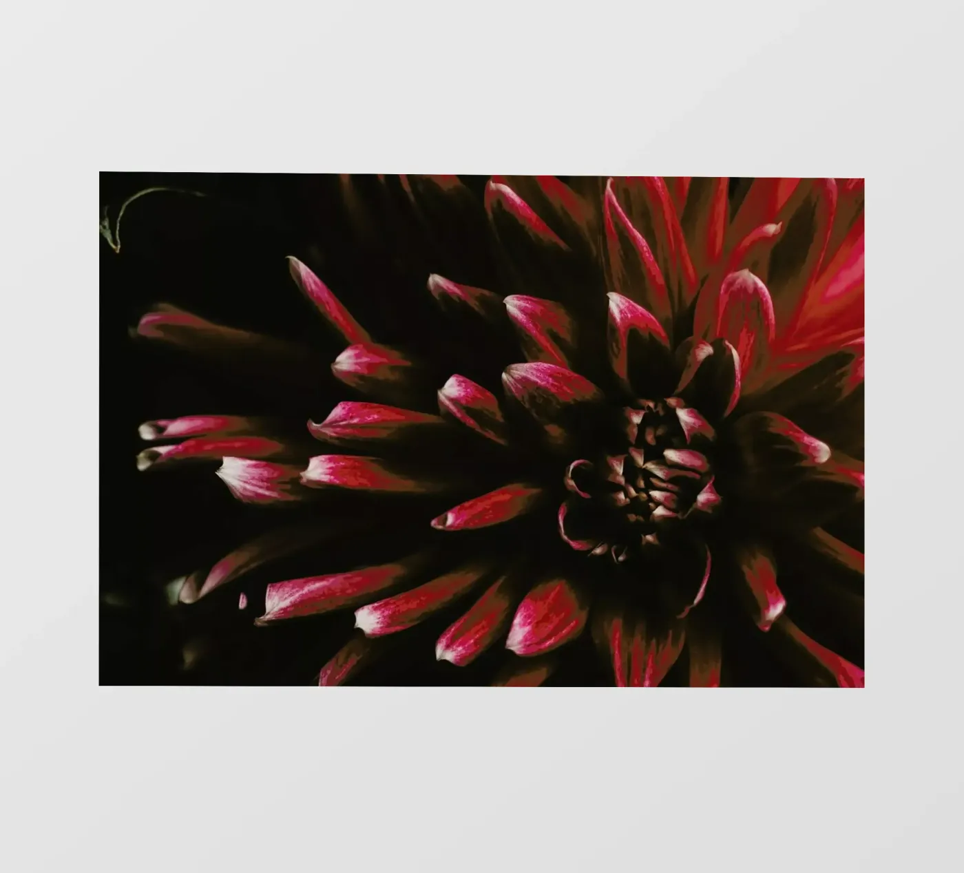Ruby Red Dahlia pellicola backlit da Ingrid Beddoes
