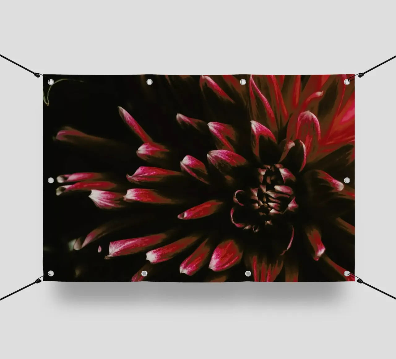 Ruby Red Dahlia telo in pvc da Ingrid Beddoes