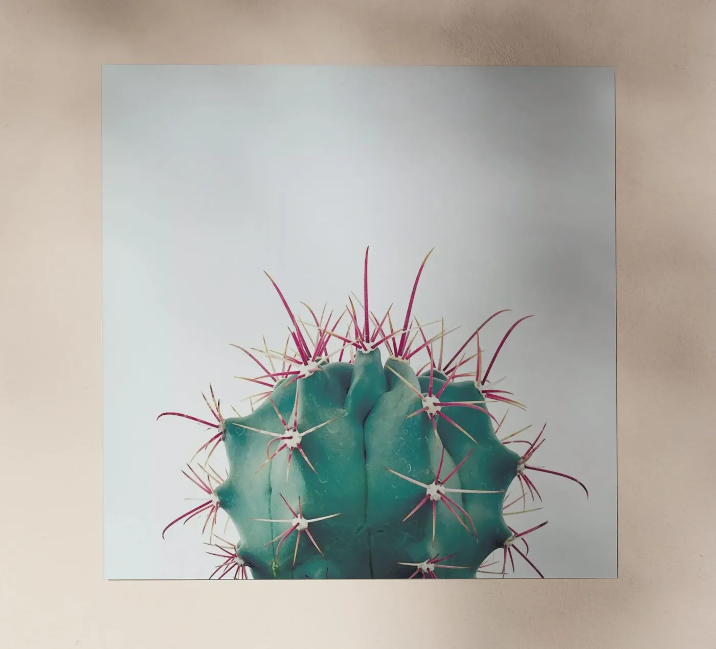 Ferocactus pellicola backlit da Cassia Beck Photography