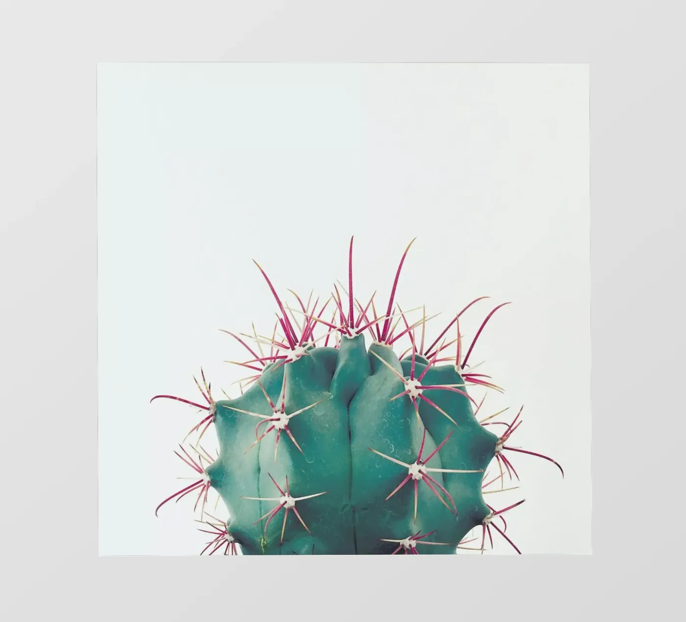 Ferocactus pellicola backlit da Cassia Beck Photography