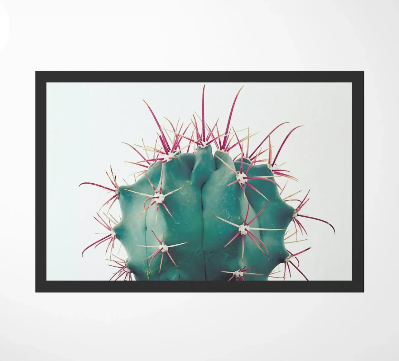 Ferocactus zerbino da Cassia Beck Photography