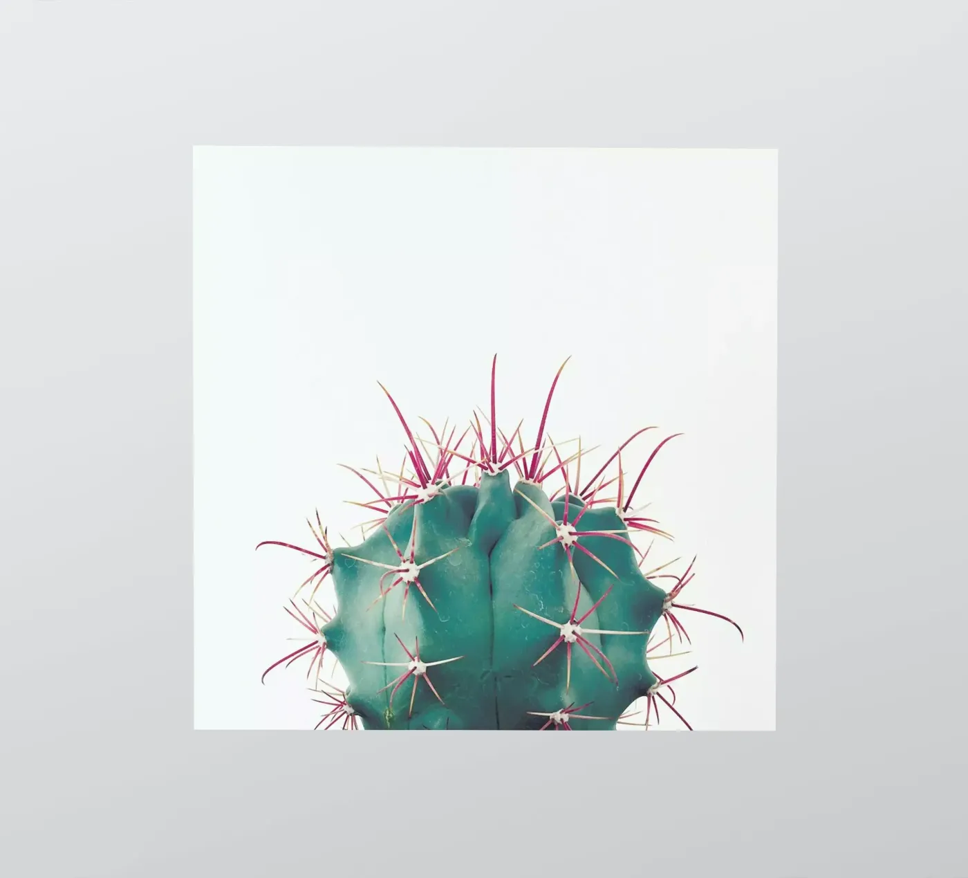 Ferocactus sticker van Cassia Beck Photography