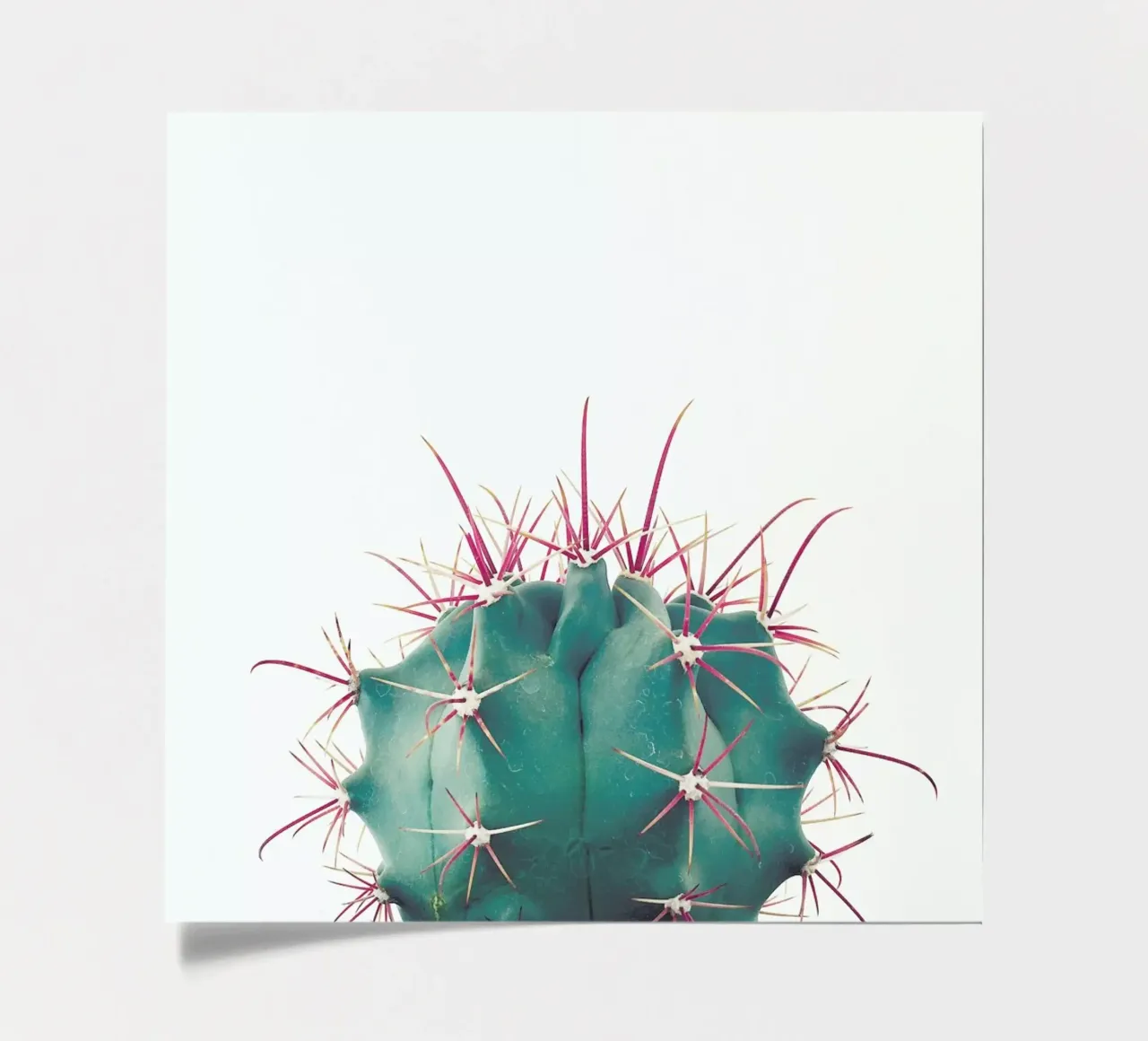 Ferocactus sticker sheet by Cassia Beck Photography
