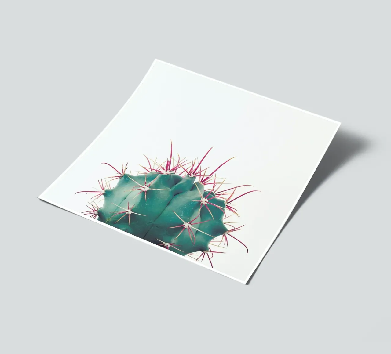 Ferocactus sticker sheet by Cassia Beck Photography