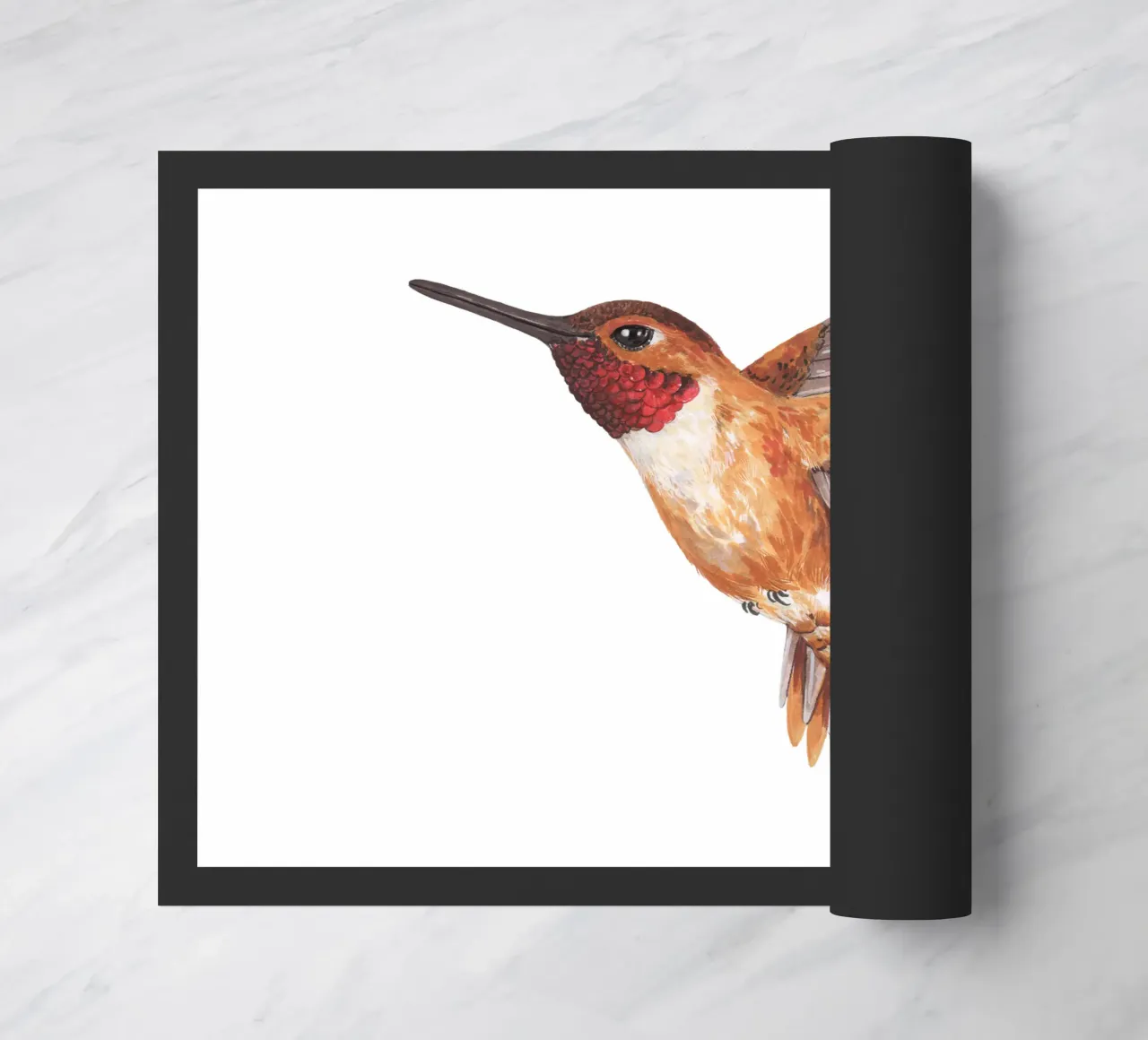 Colibrì zerbino da Painted Nature