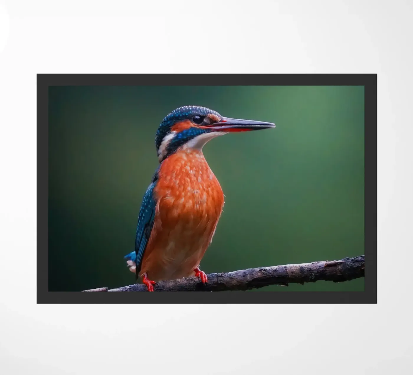 Kingfisher doormat by Tom's Wildlife