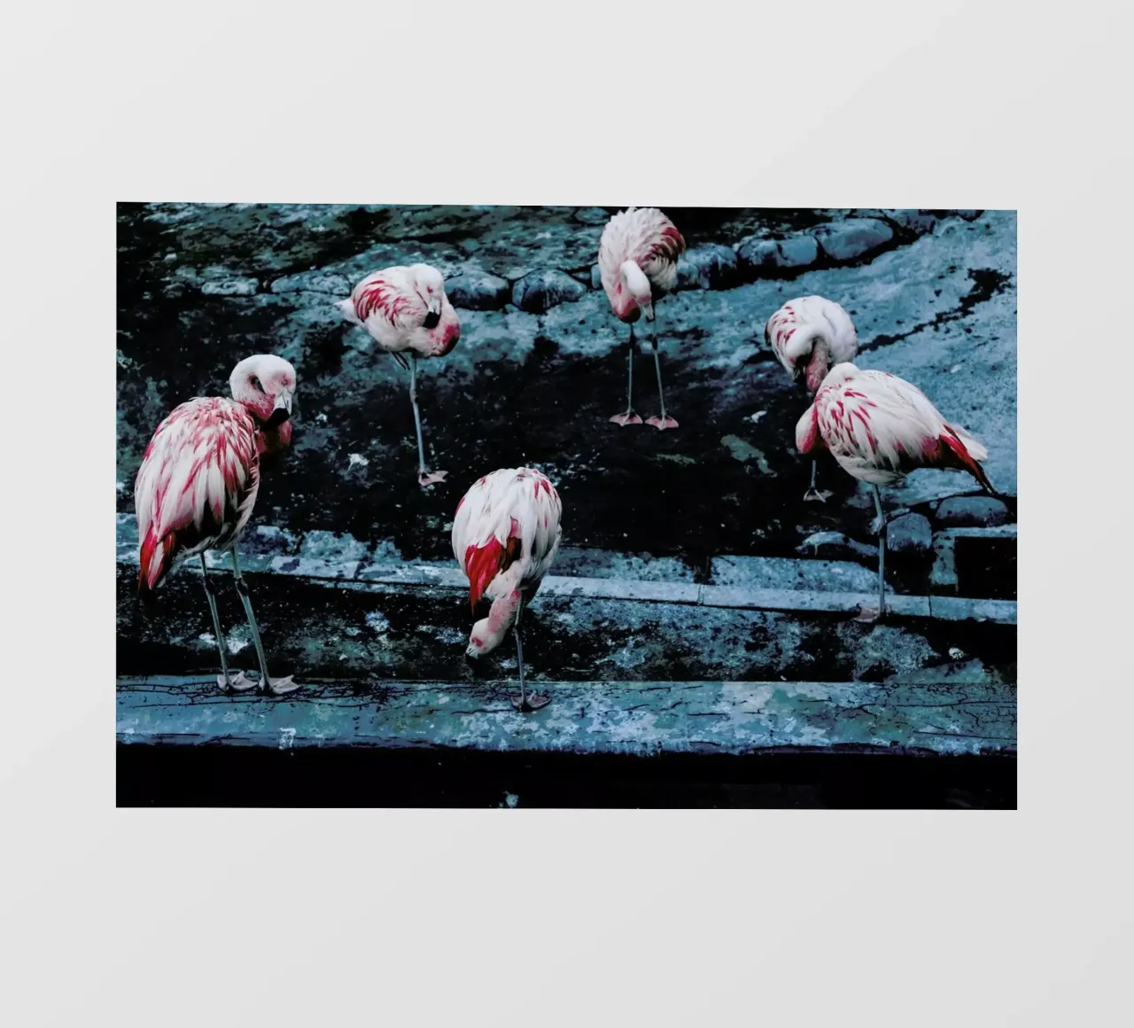Flamingos by @esspeshal pellicola backlit da EyeEm Mobile GmbH