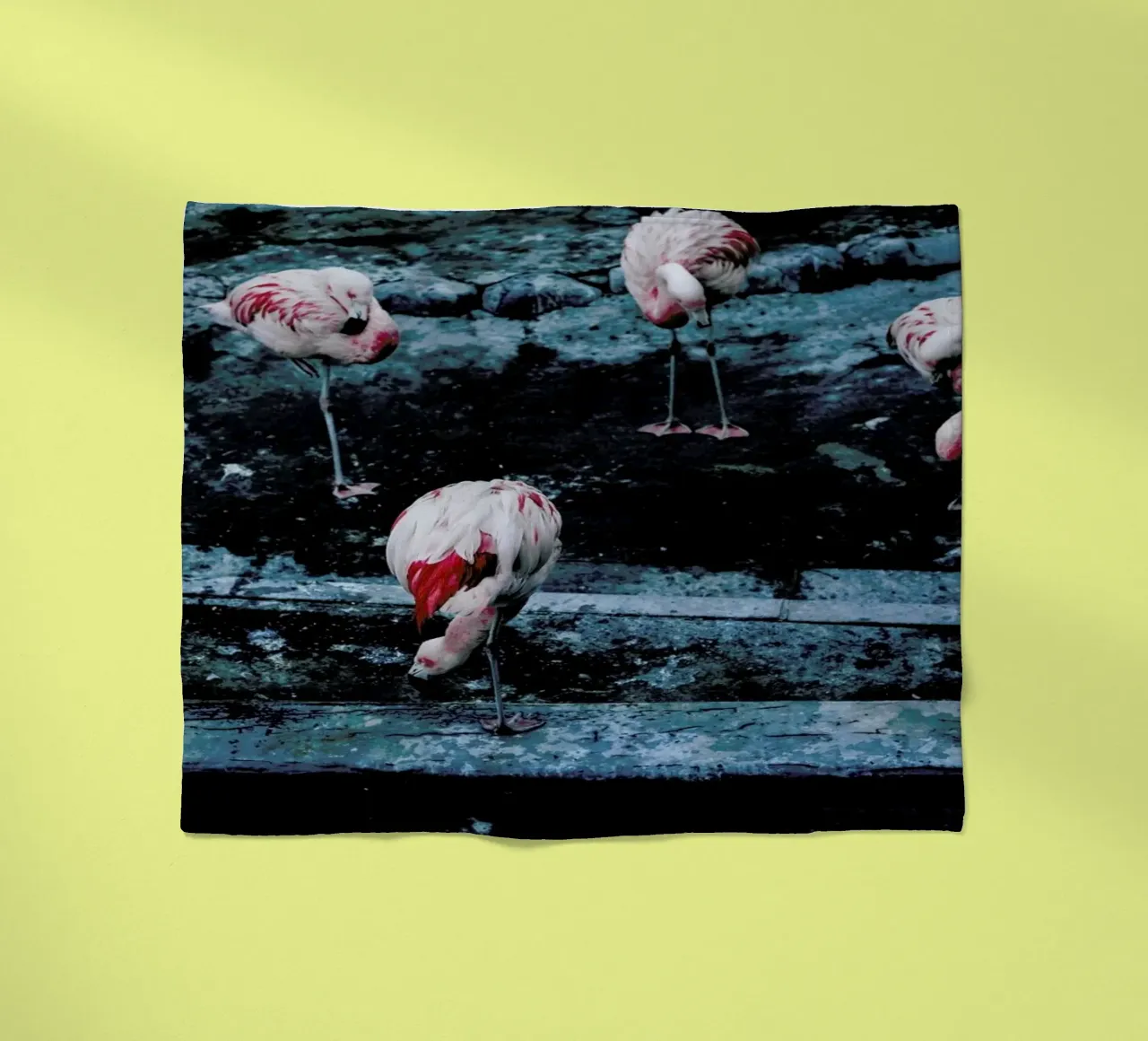 Flamingos by @esspeshal coperta in pile da EyeEm Mobile GmbH