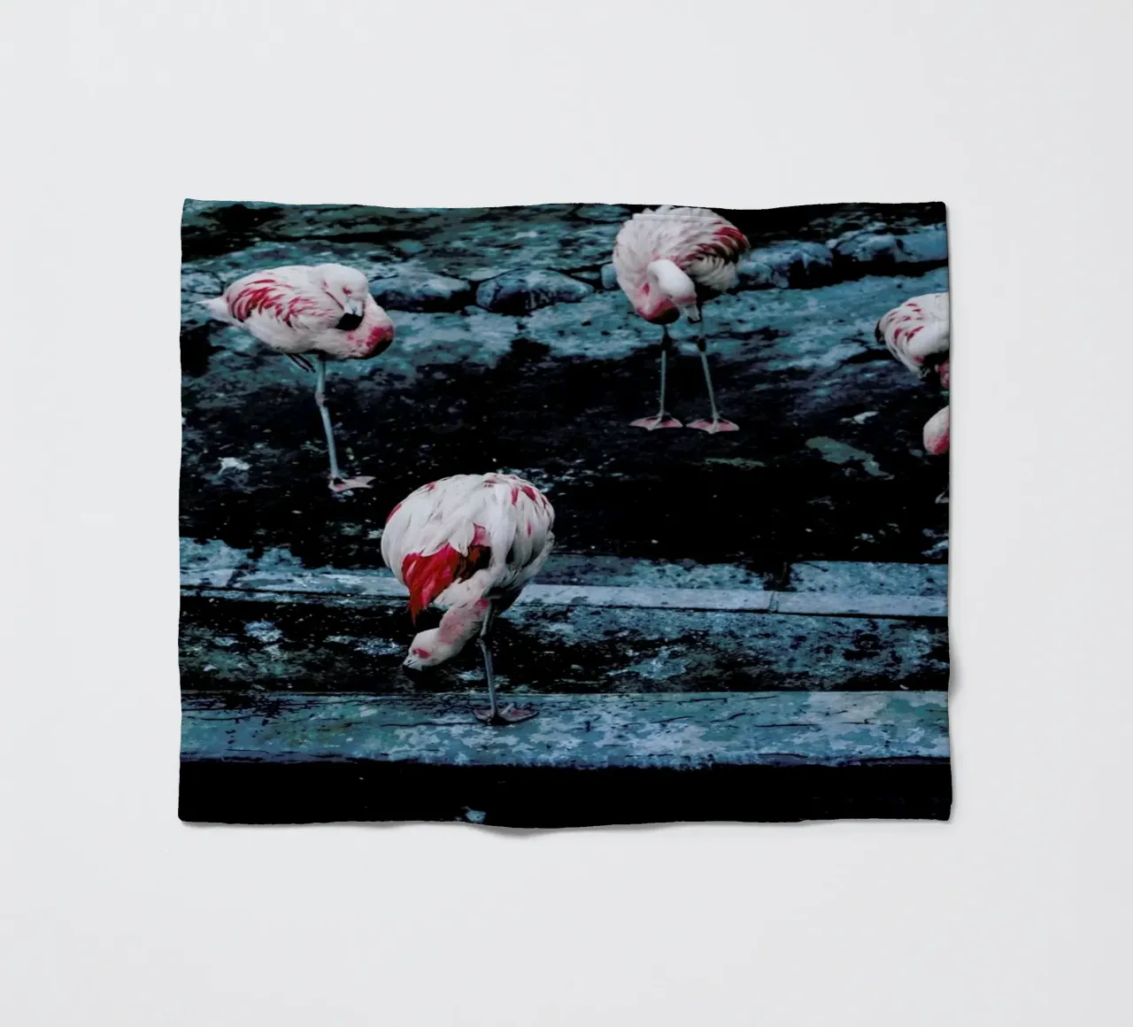 Flamingos by @esspeshal coperta in pile da EyeEm Mobile GmbH