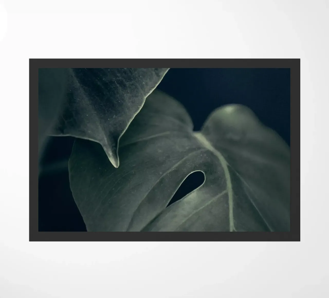 Moody Monstera 1 zerbino da Klaus with K