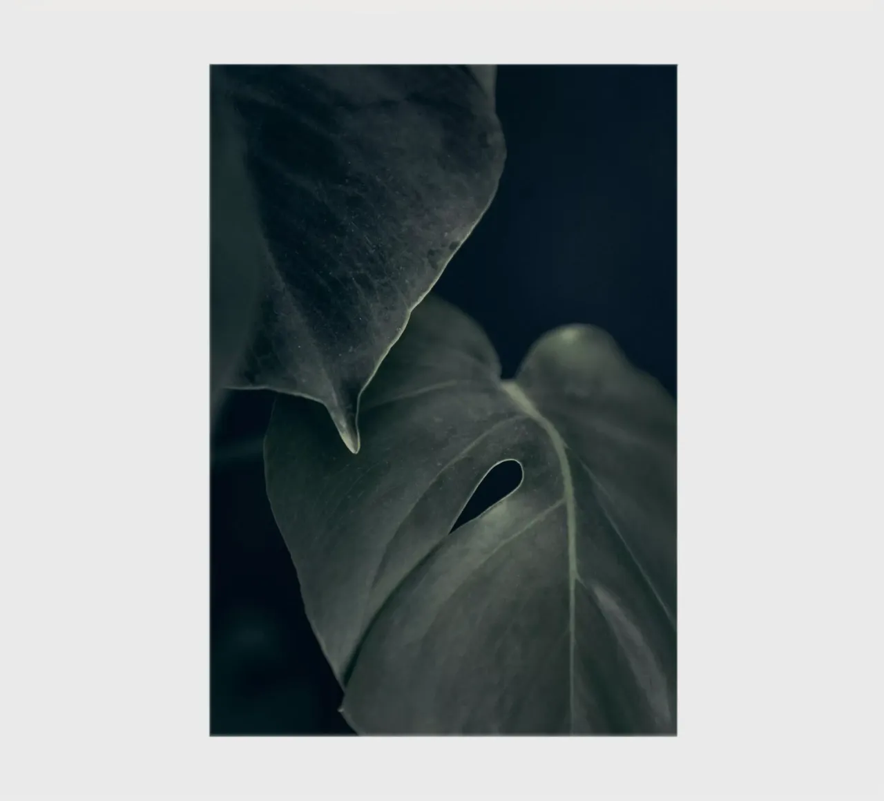 Moody Monstera 1 notebook by Klaus with K