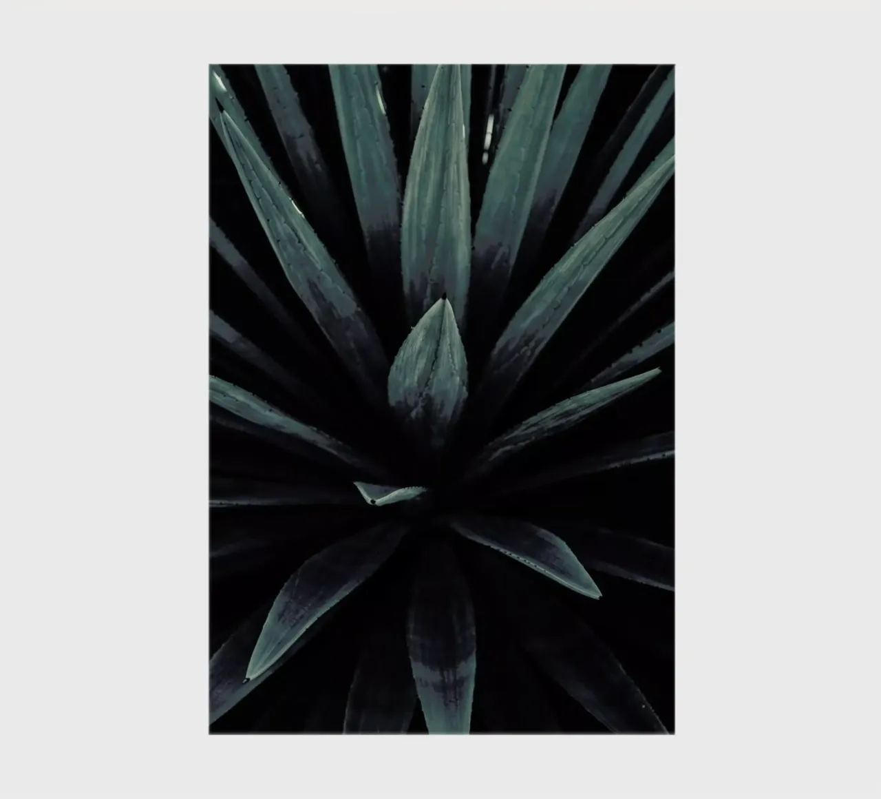 Palms-2397 notebook by Chris Abatzis