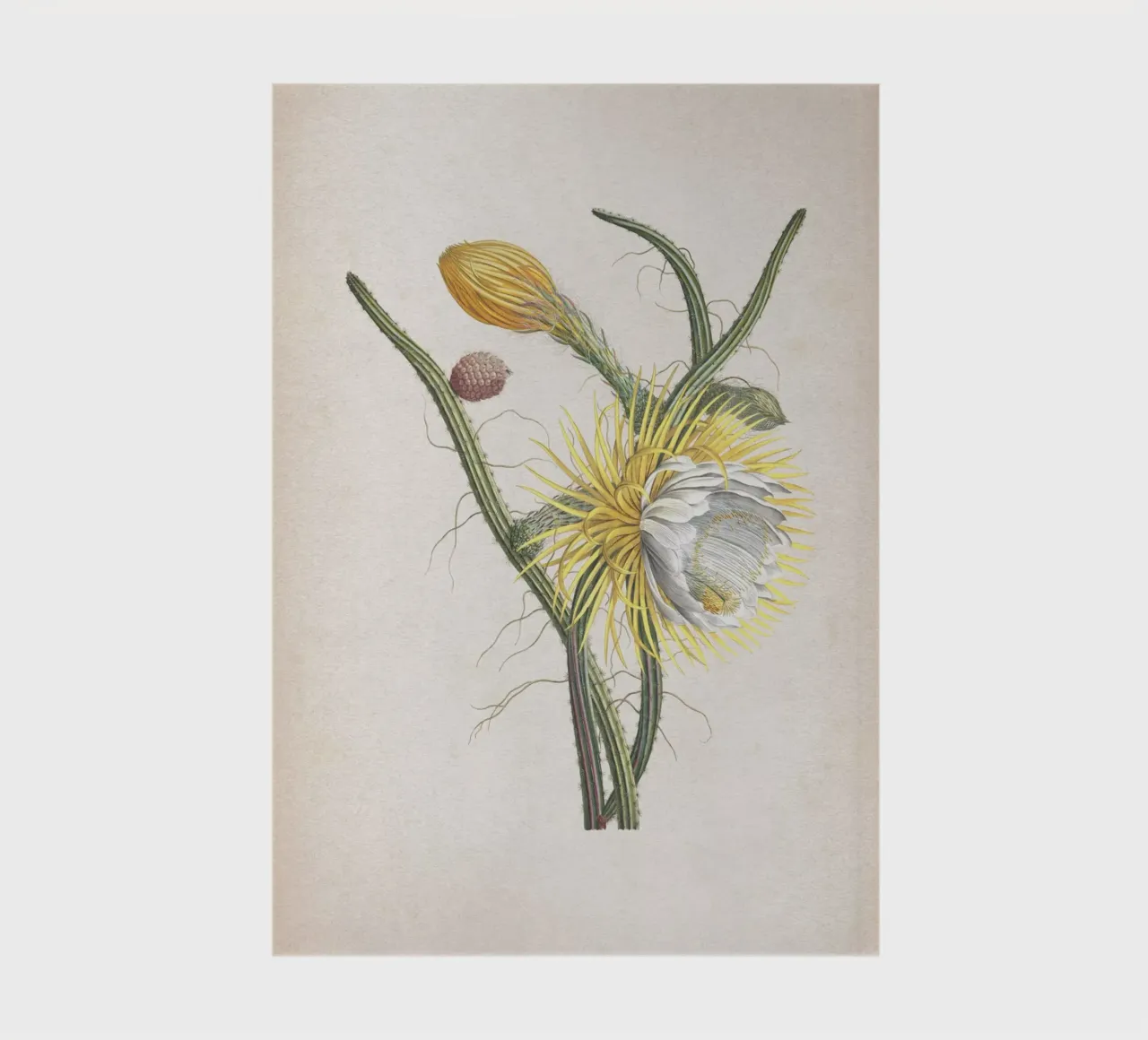 Vintage Ehret 1 Cereus Gracilis notebook by Vintage Print Collection