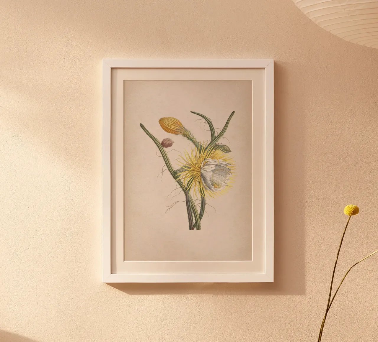 Vintage Ehret 1 Cereus Gracilis poster con telaio in plastica da Vintage Print Collection