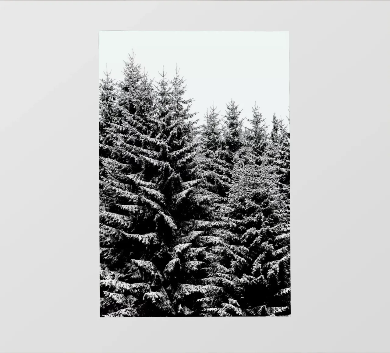 Snowy Christmas Trees pellicola backlit da Studio Nahili