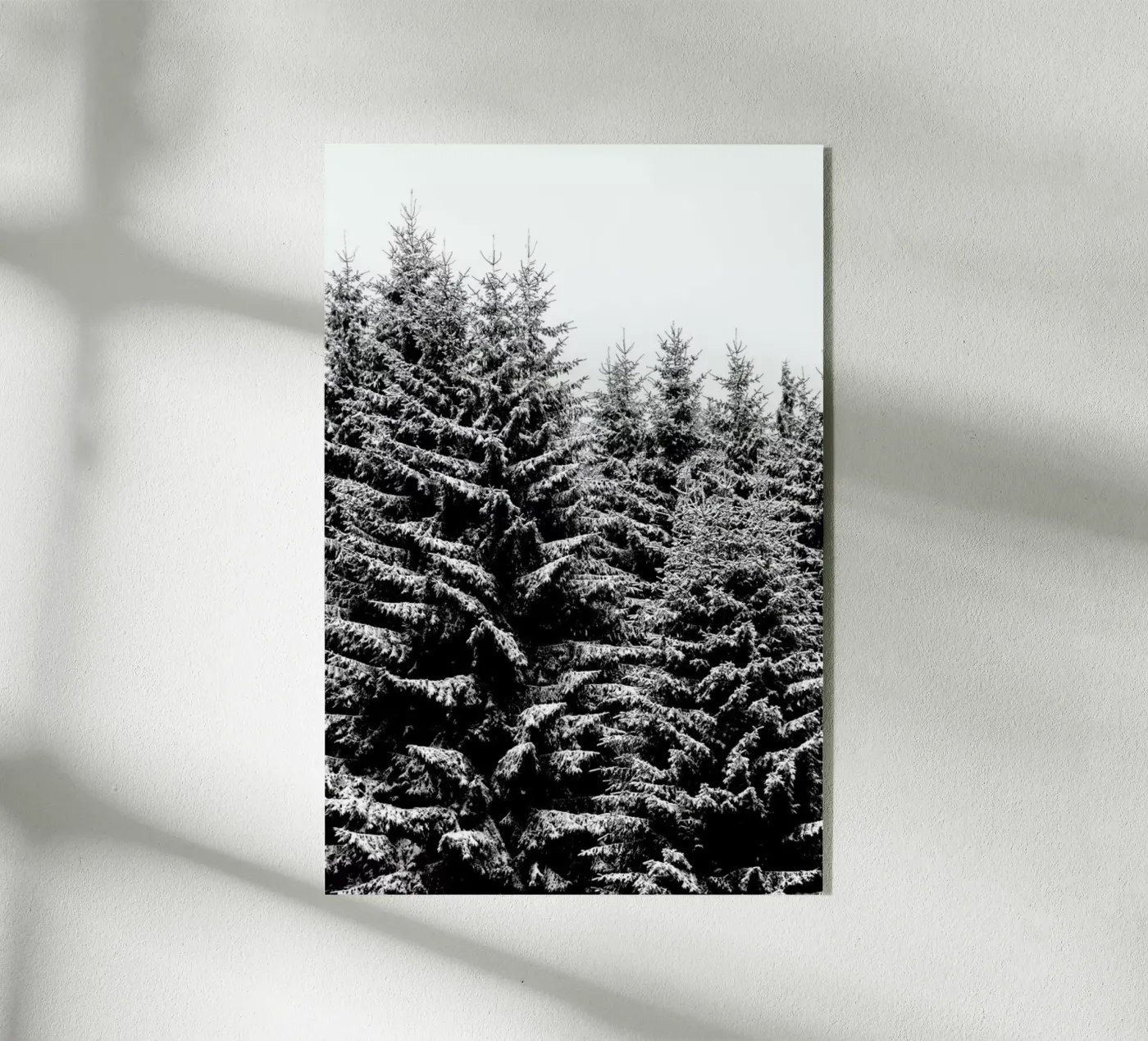 Snowy Christmas Trees plexiglass da Studio Nahili