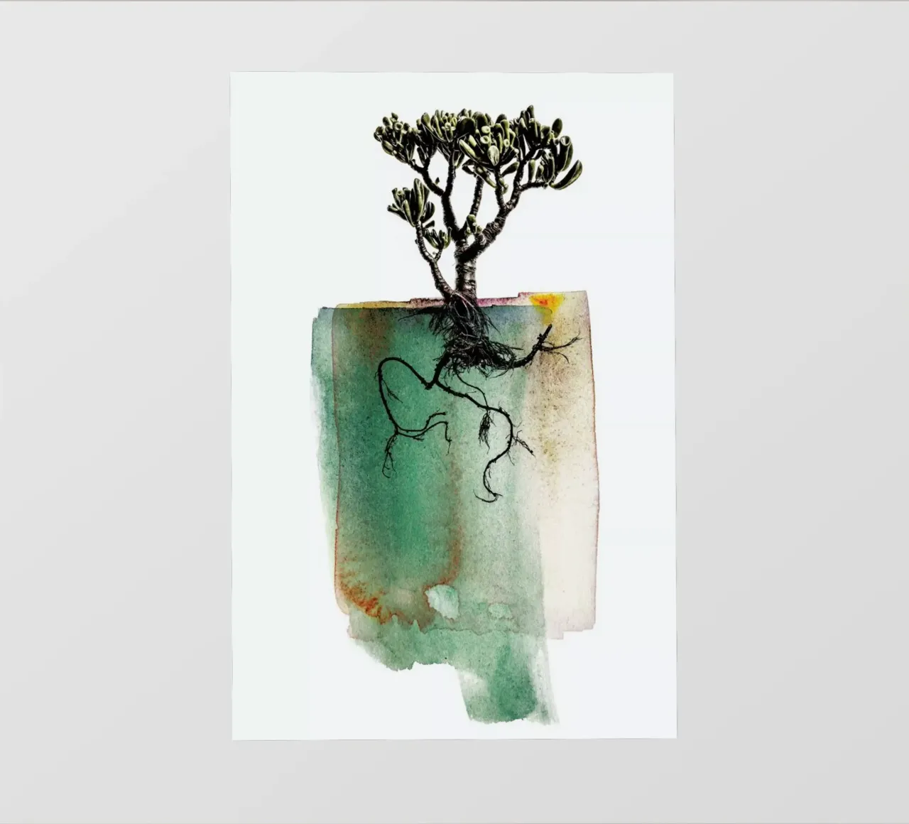 Crassula telo in pvc da Shot By Clint