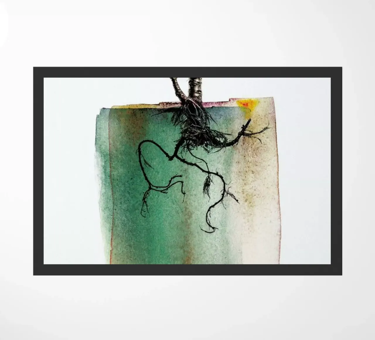 Crassula zerbino da Shot By Clint