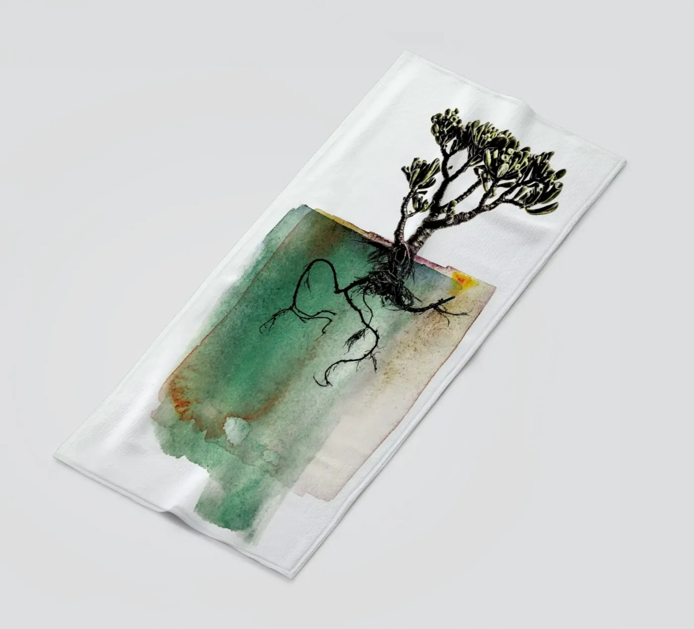 Crassula telo mare da Shot By Clint