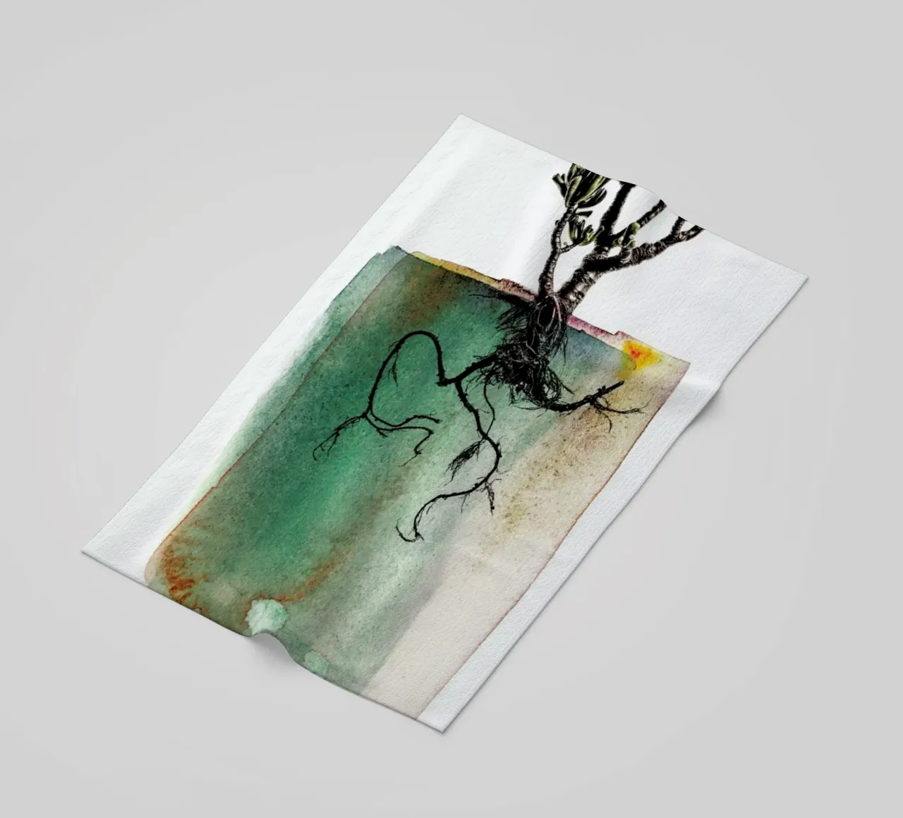 Crassula telo mare da Shot By Clint