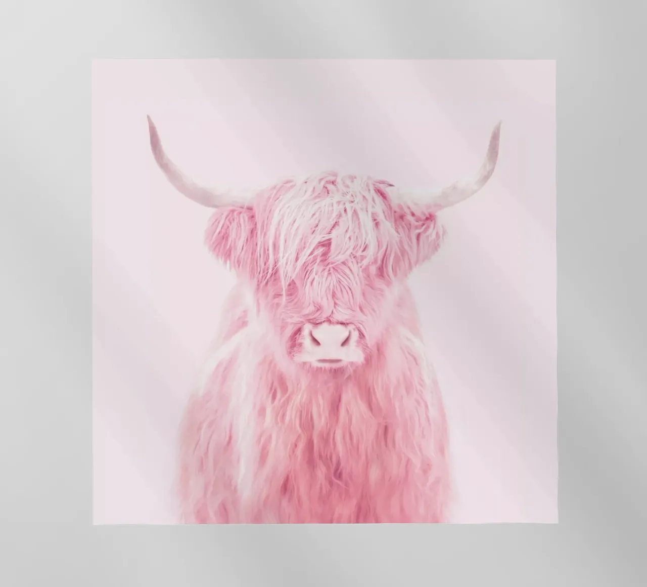 Highland Cow pellicola backlit da Paul Fuentes Design