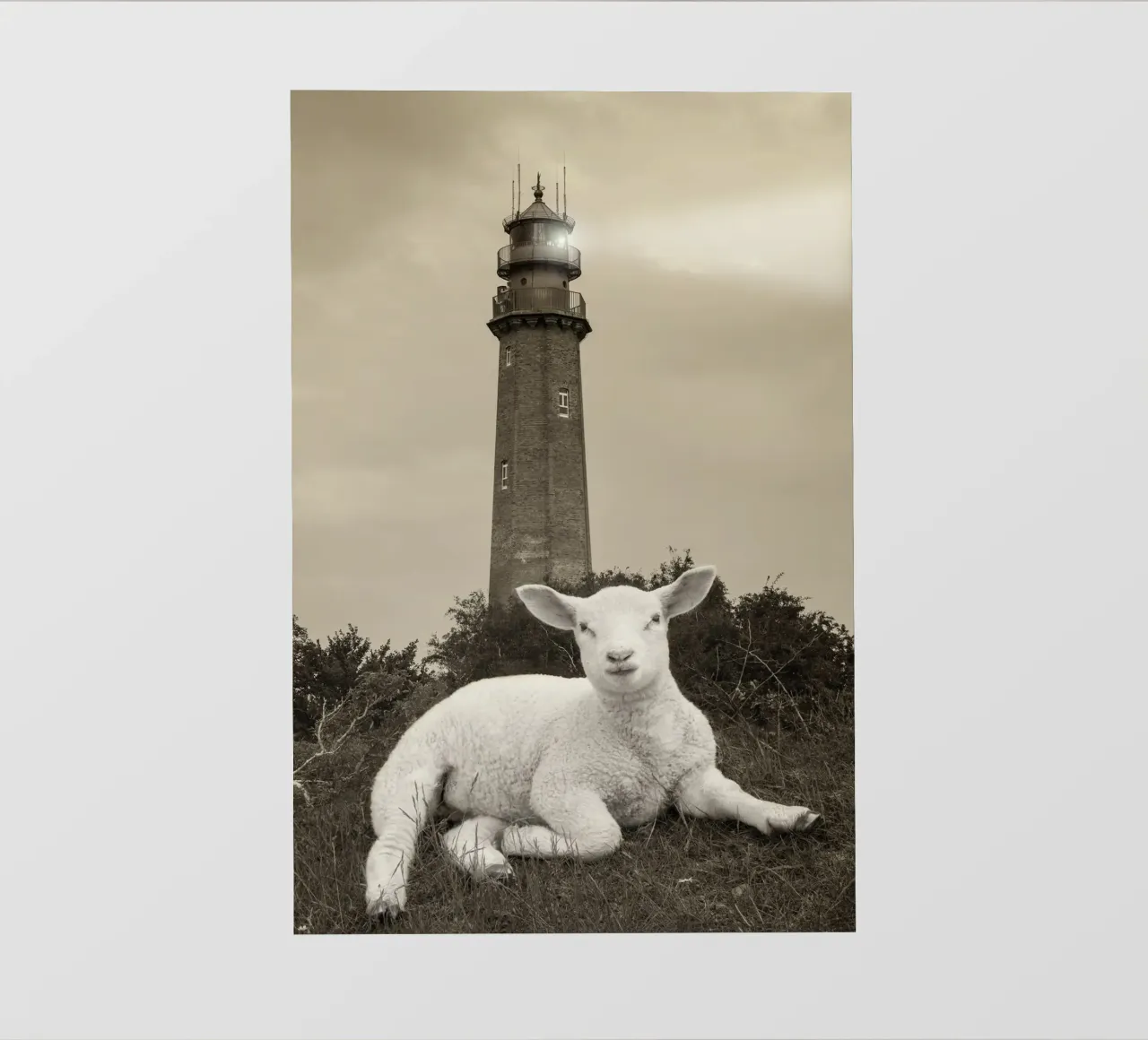 Agnello e faro pellicola backlit da Barbara Buderath Fotodesign