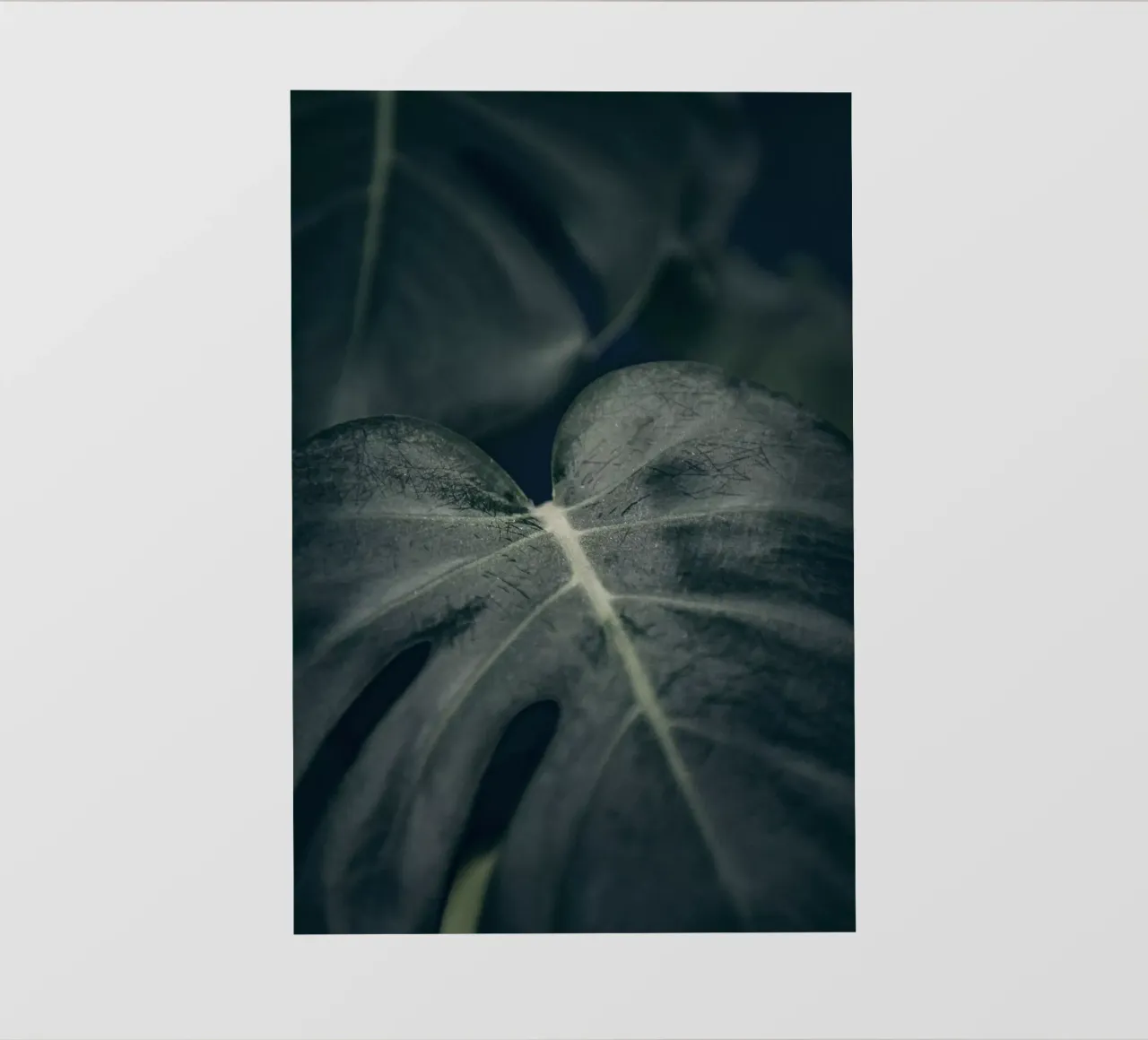 Moody Monstera 2 pellicola backlit da Klaus with K