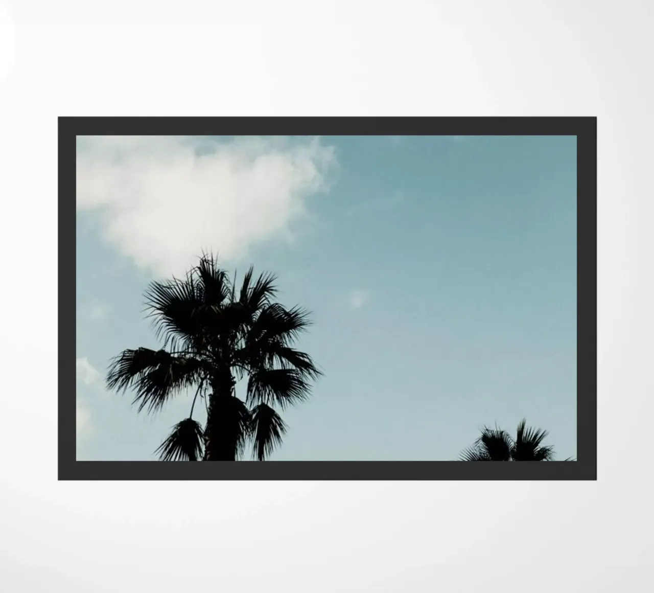 Palms XI zerbino da Sebastian Hilgetag