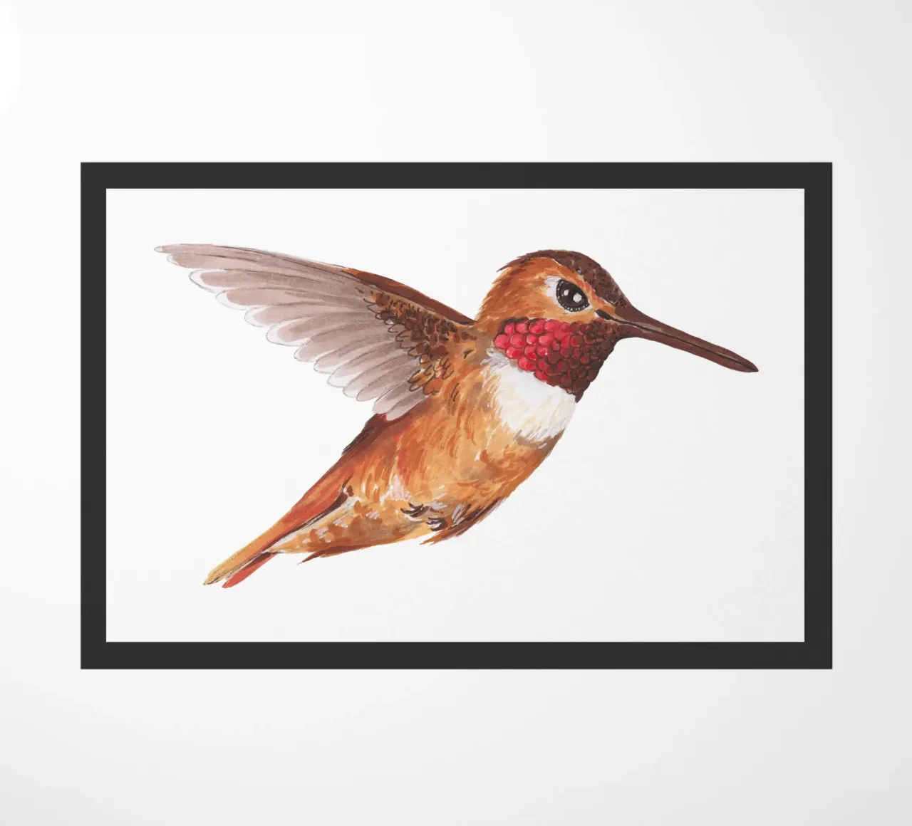 Colibrì zerbino da Painted Nature