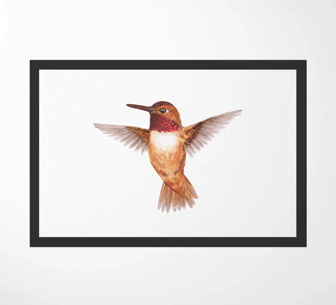 Colibrì zerbino da Painted Nature