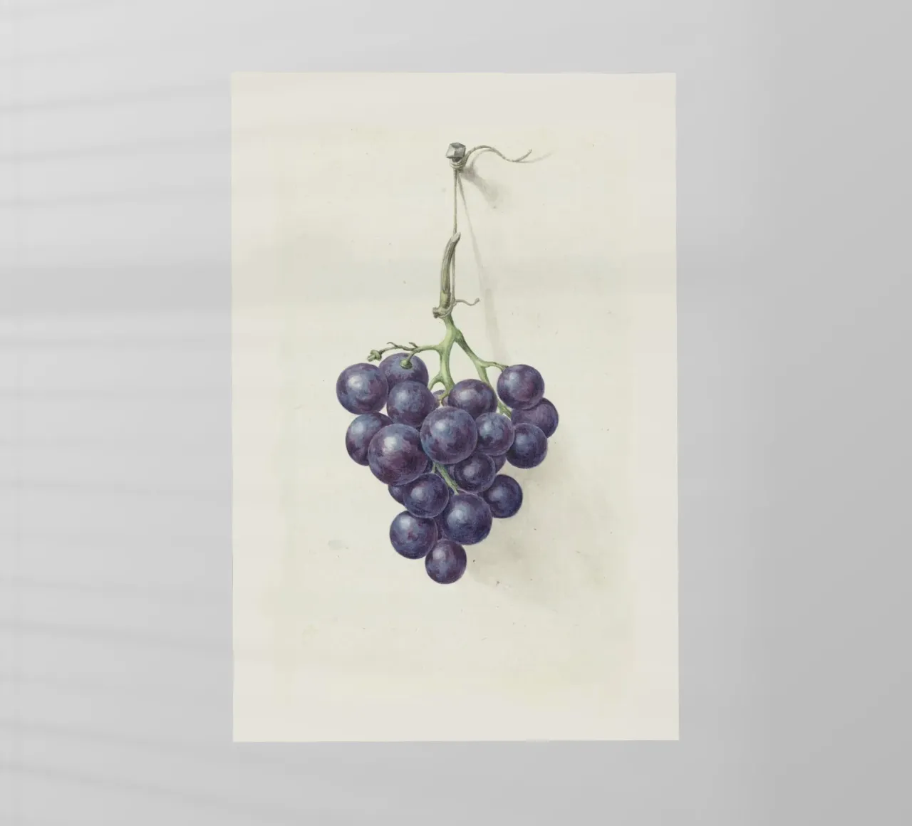 Grappolo di uva scura - Illustrazione botanica d'epoca pellicola backlit da Studio Vintage