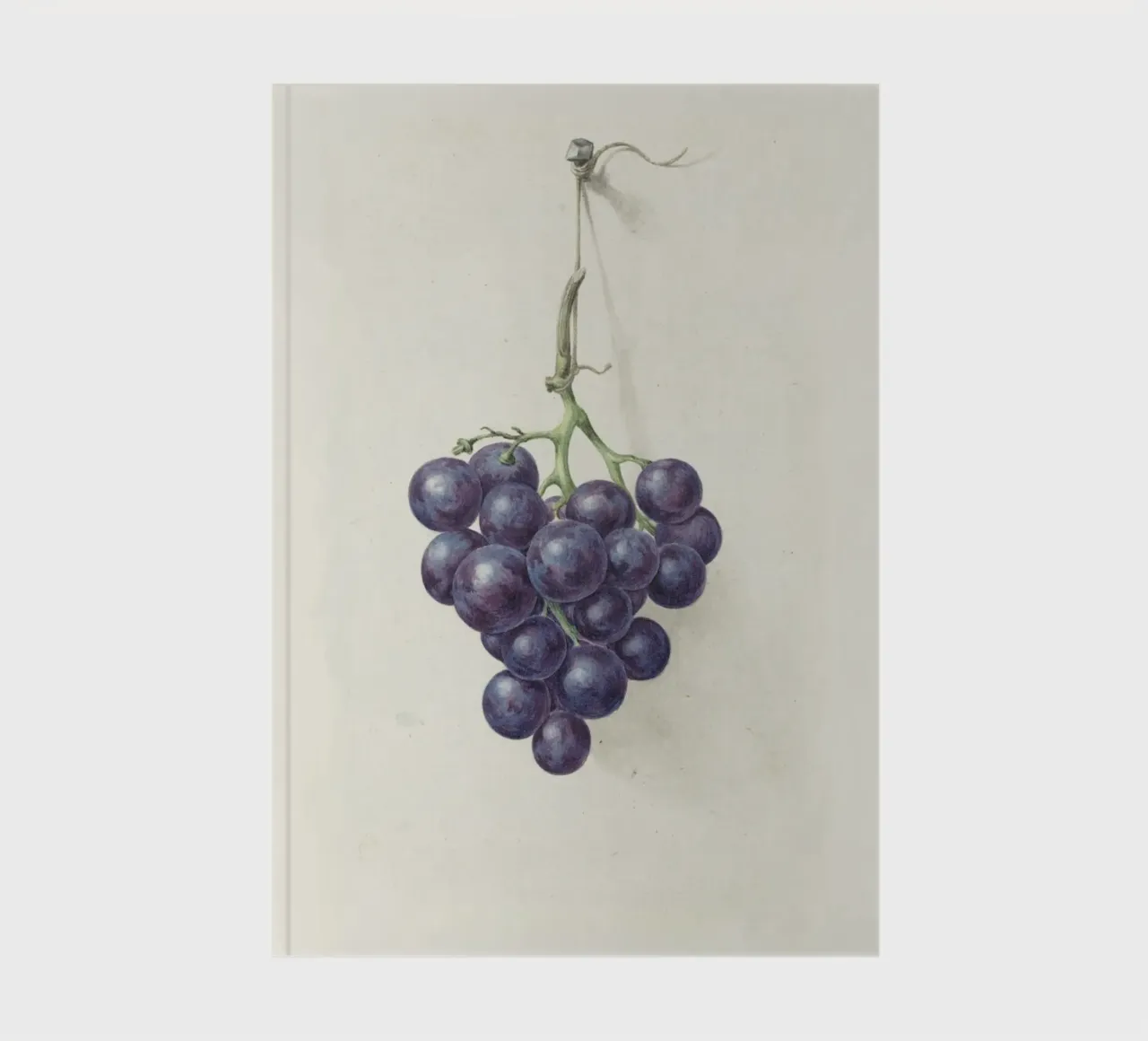 Grappolo di uva scura - Illustrazione botanica d'epoca diario da Studio Vintage