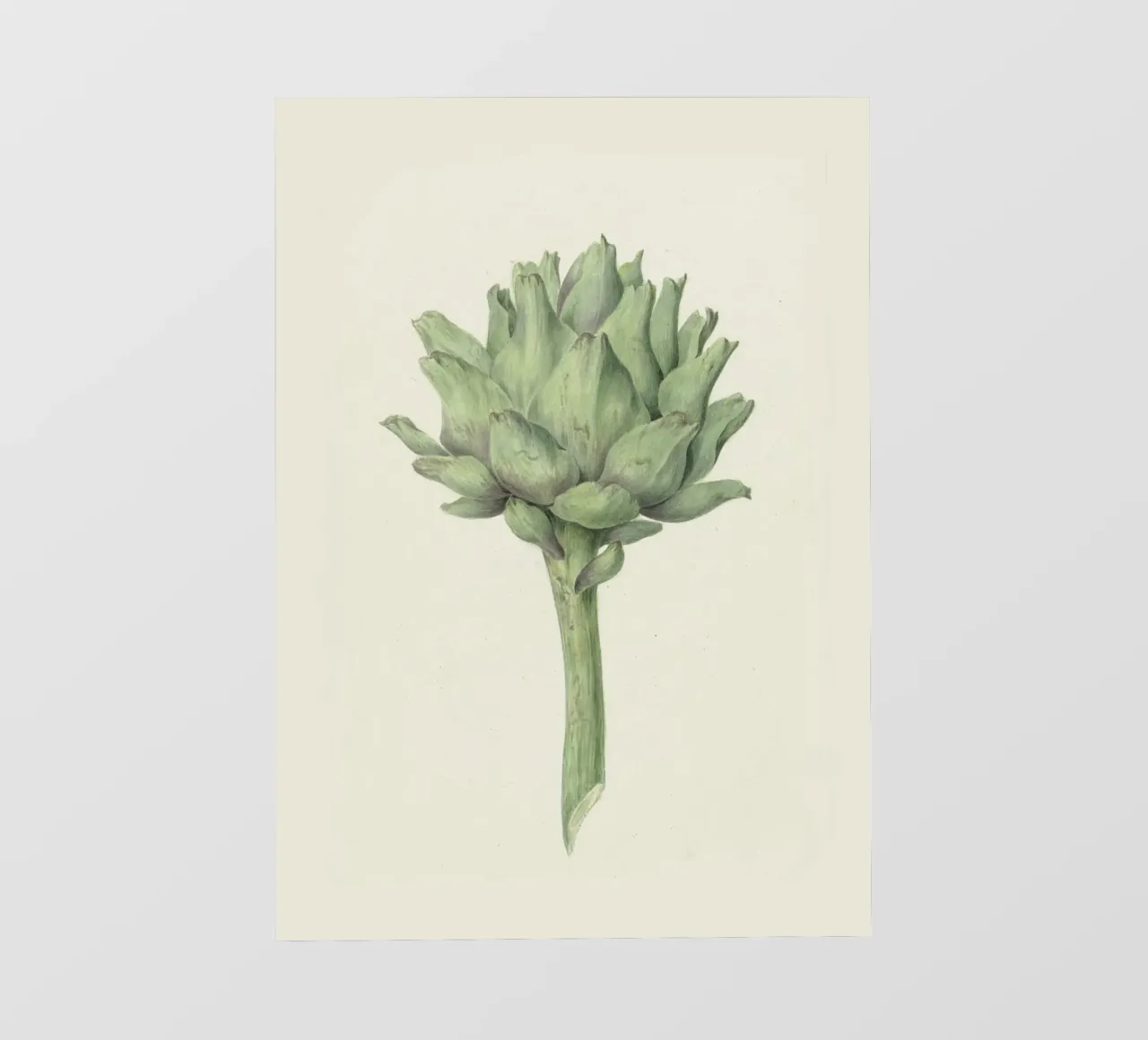 Studio del carciofo - Illustrazione botanica d'epoca telo in pvc da Studio Vintage