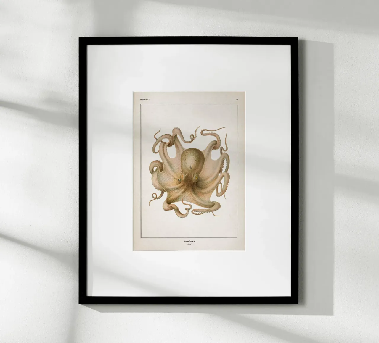Vintage Vérany 1 Octopus Vulgaris poster met houten frame van Vintage Print Collection