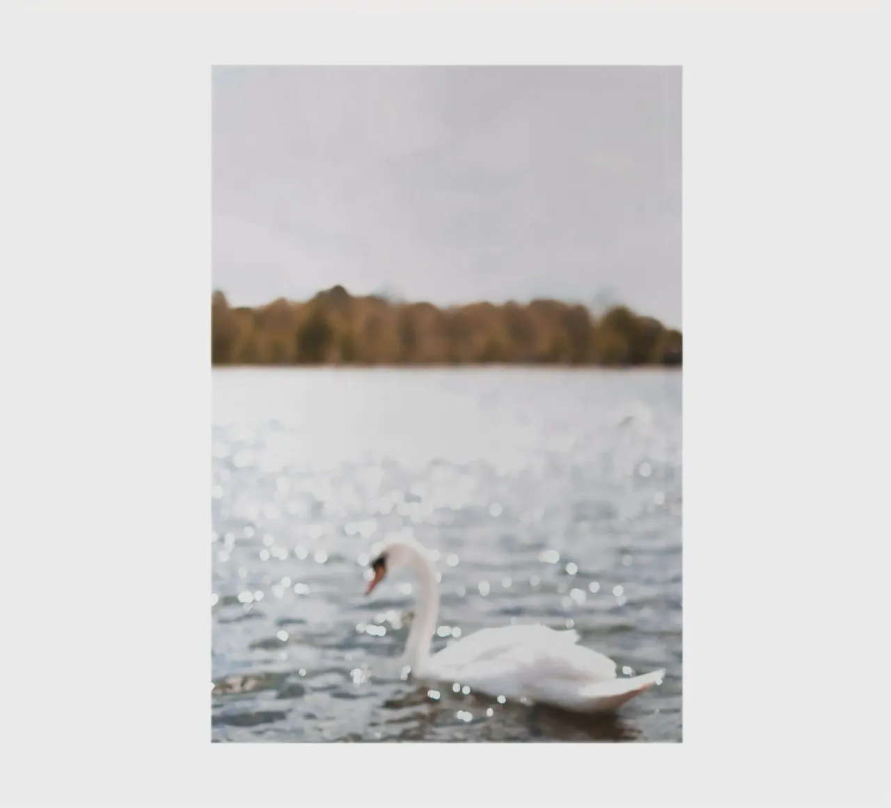 Londra, Inghilterra I Cigno sul lago scintillante di Hyde Park diario da Julie Travel Photography