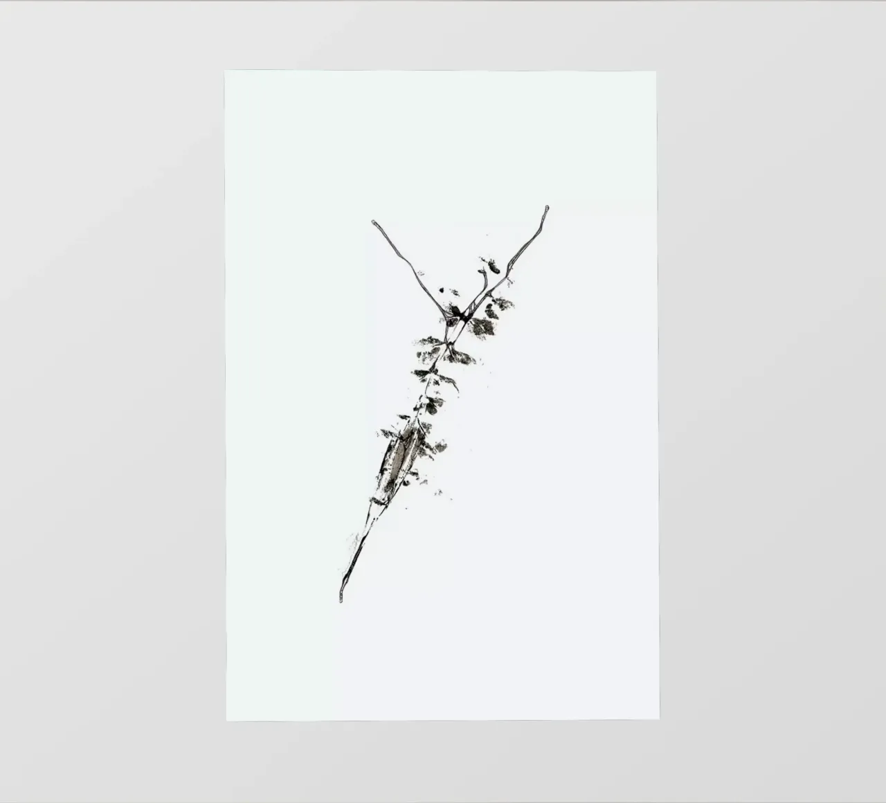 Y pellicola backlit da Marina Guiu