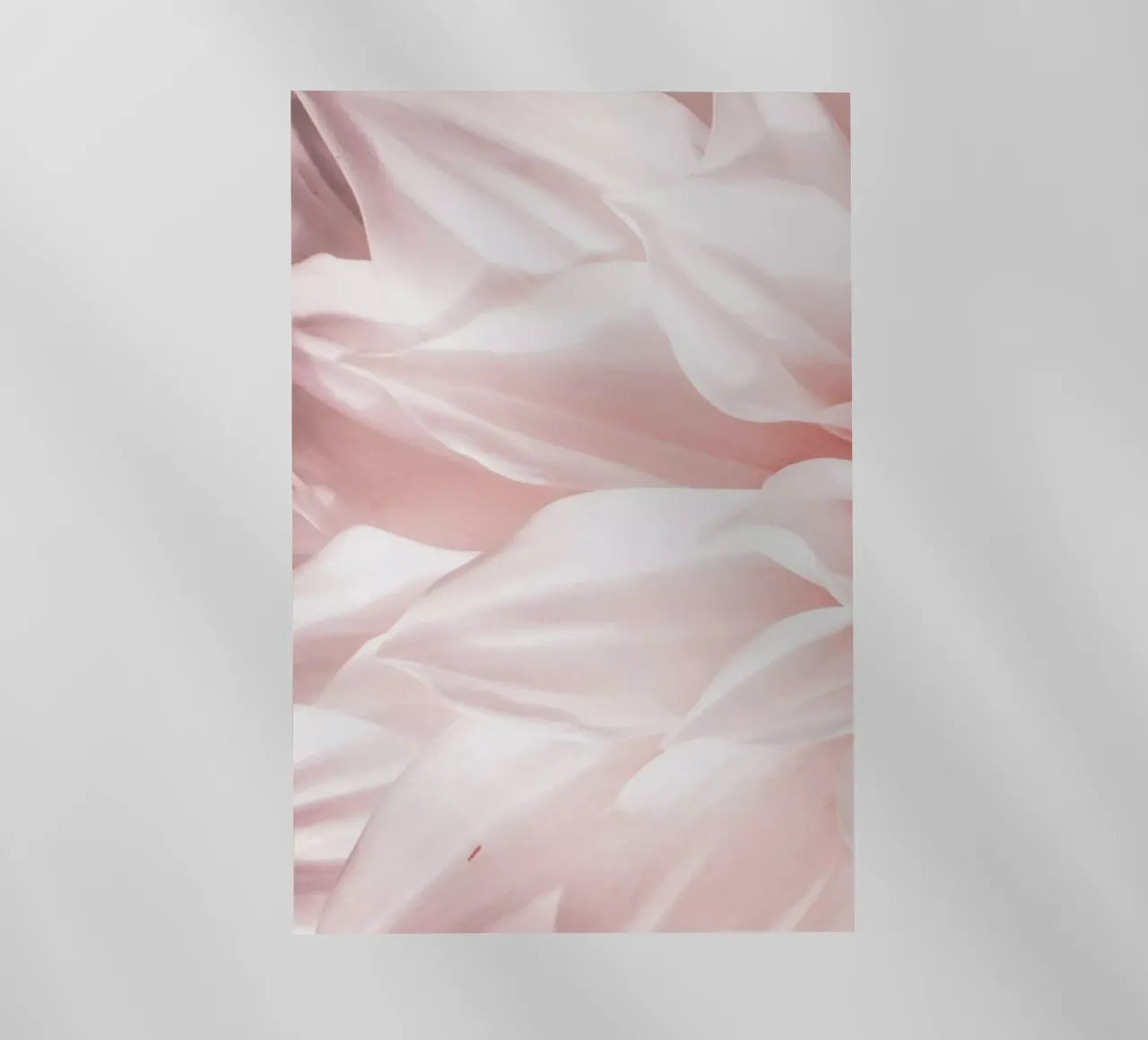 Pink Petals pellicola backlit da Victoria Frost