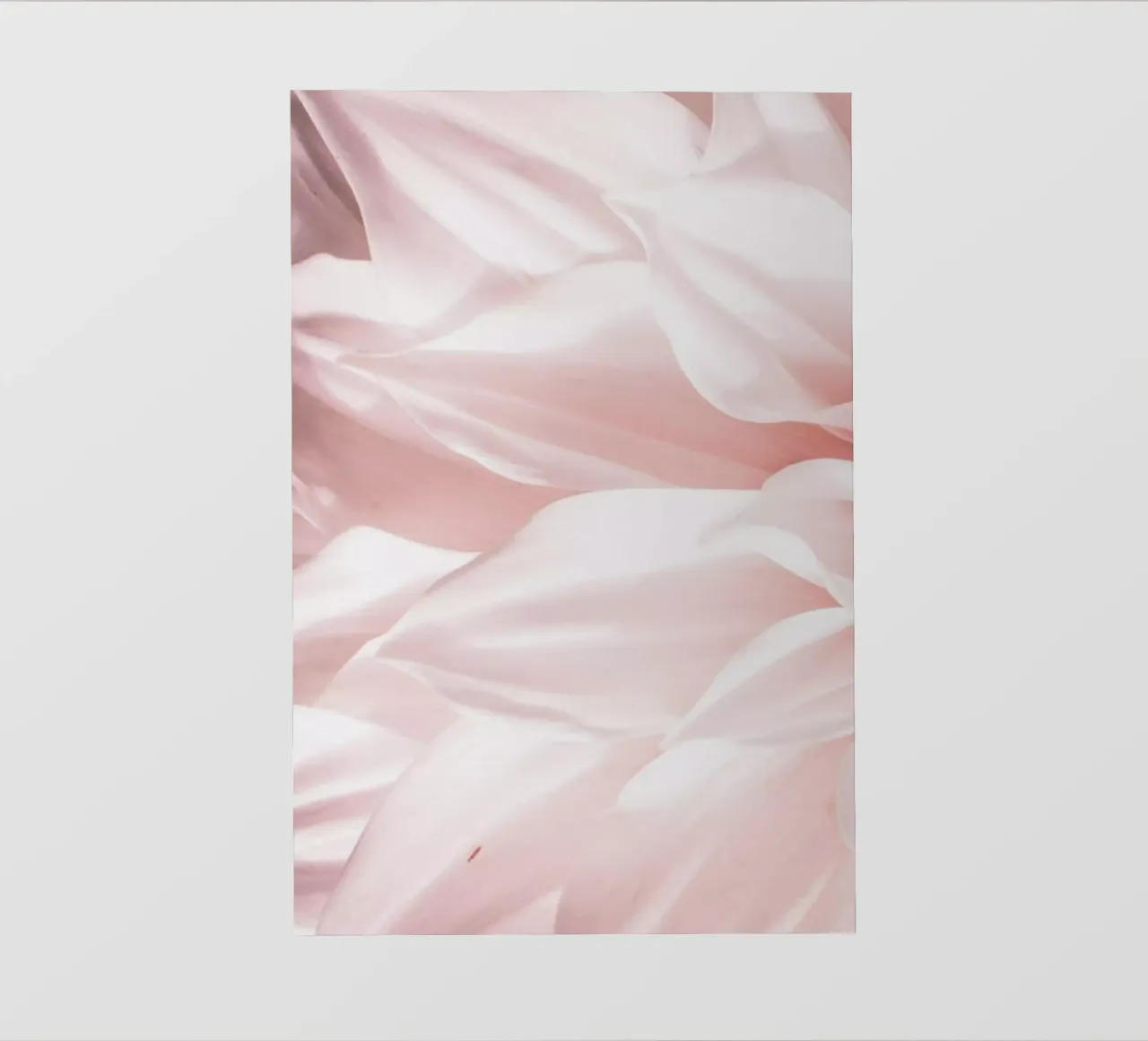 Pink Petals pellicola backlit da Victoria Frost