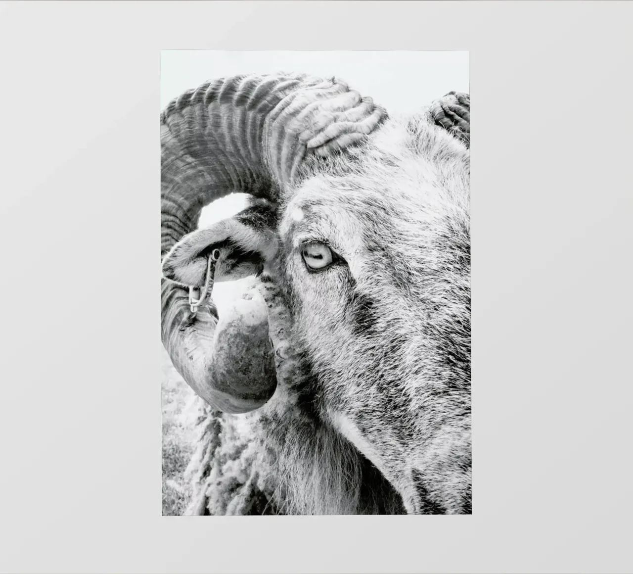 R.A.M. II pellicola backlit da Victoria Frost