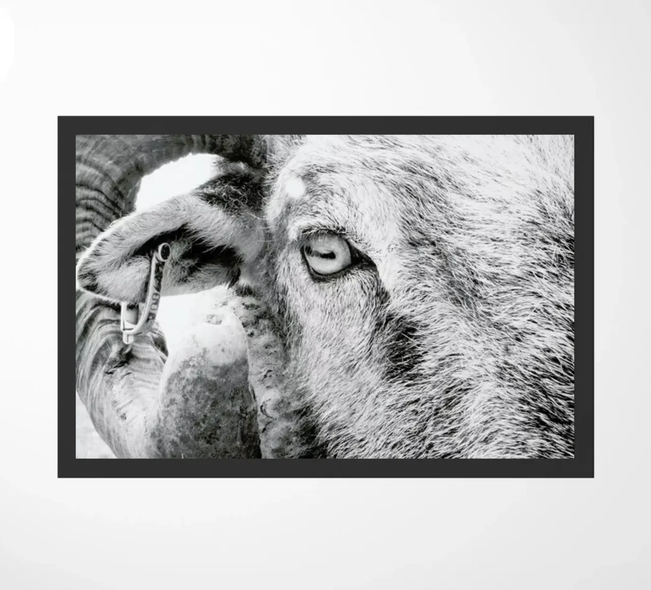 R.A.M. II zerbino da Victoria Frost