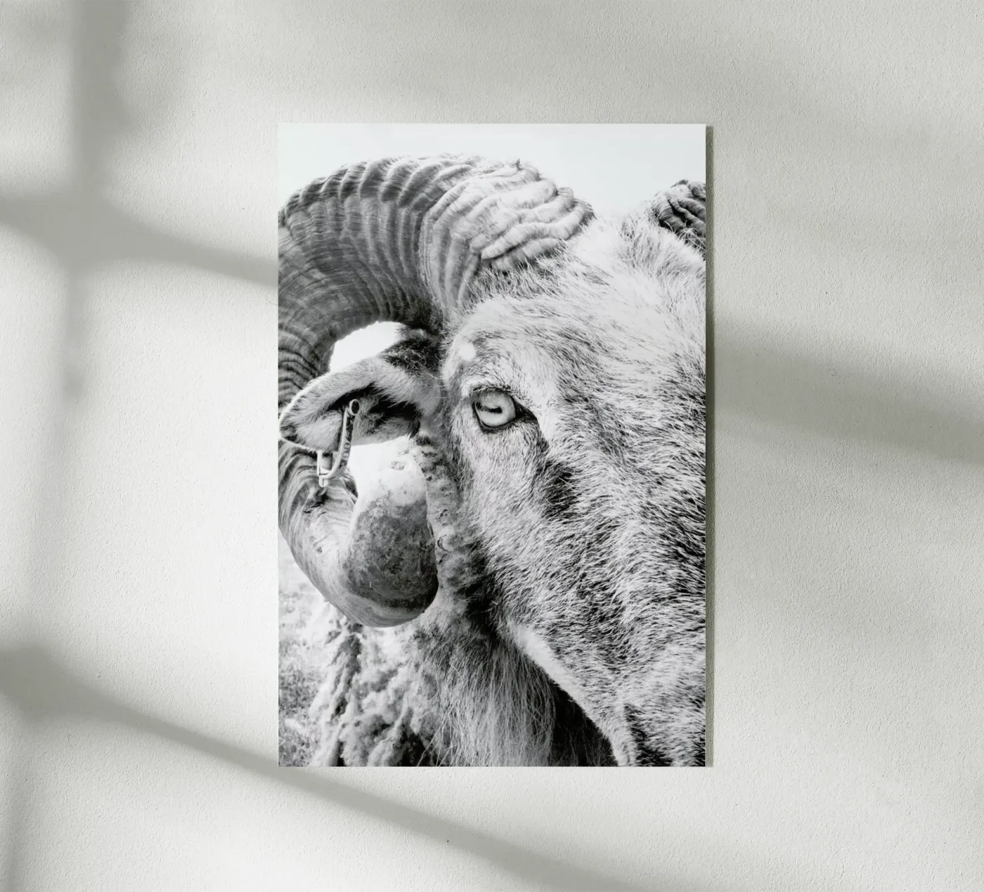 R.A.M. II plexiglass da Victoria Frost