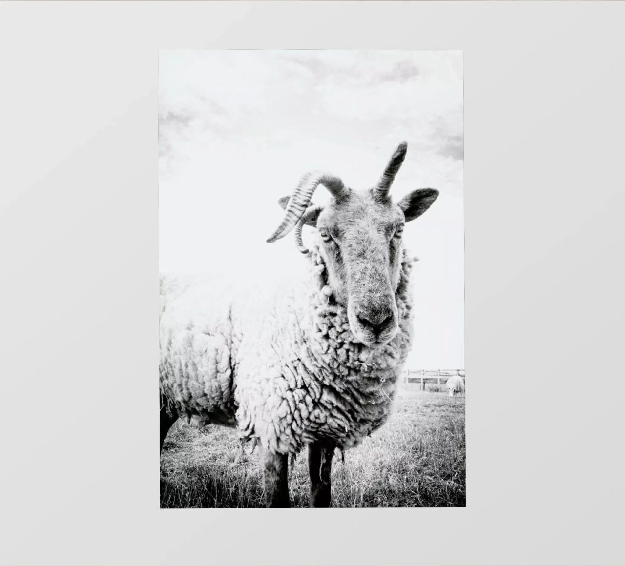Sheep II pellicola backlit da Victoria Frost